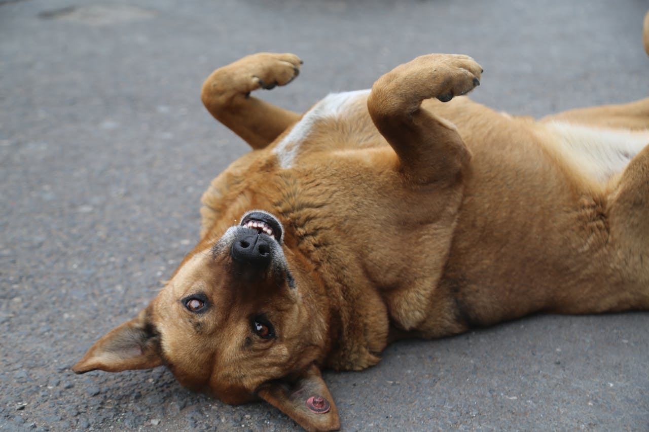 A playful brown dog lying on its back on a paved surface outdoors.