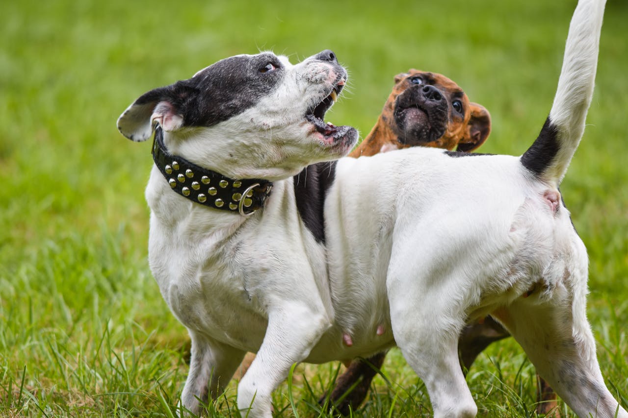 Energetic dogs playing happily outdoors on a lush green lawn, showcasing joy and active play.